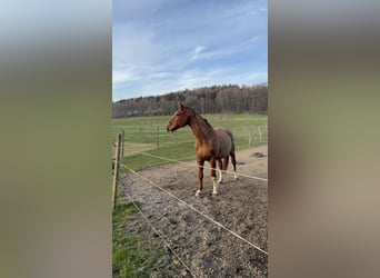 Tschechisches Warmblut, Wallach, 16 Jahre, 170 cm, Fuchs
