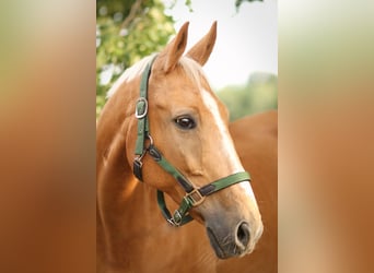 Tschechisches Warmblut, Wallach, 17 Jahre, 165 cm, Palomino