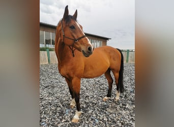 Tschechisches Warmblut, Wallach, 17 Jahre, 170 cm, Rotbrauner