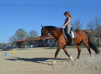 Tschechisches Warmblut, Wallach, 17 Jahre, 170 cm, Rotbrauner