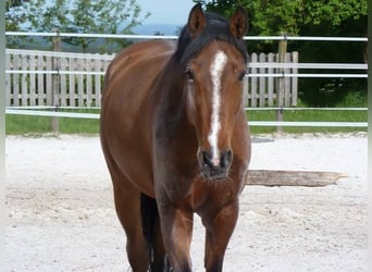 Tschechisches Warmblut, Wallach, 17 Jahre, 170 cm, Rotbrauner