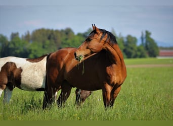 Tschechisches Warmblut, Wallach, 17 Jahre, 170 cm, Rotbrauner