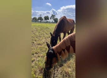Tschechisches Warmblut Mix, Wallach, 17 Jahre