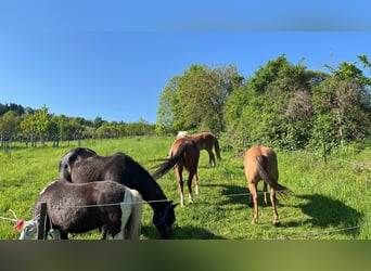 Tschechisches Warmblut Mix, Wallach, 17 Jahre