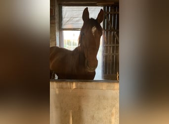 Tschechisches Warmblut Mix, Wallach, 17 Jahre