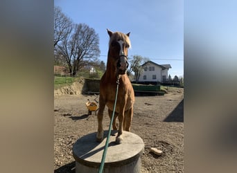 Tschechisches Warmblut Mix, Wallach, 17 Jahre