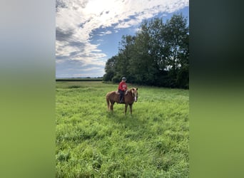 Tschechisches Warmblut Mix, Wallach, 17 Jahre