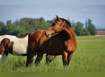 Tschechisches Warmblut, Wallach, 18 Jahre, 170 cm, Rotbrauner