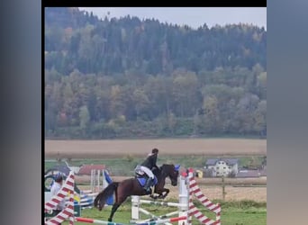 Tschechisches Warmblut, Wallach, 19 Jahre, 162 cm, Brauner