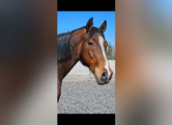 Tschechisches Warmblut, Wallach, 19 Jahre, 170 cm, Rotbrauner