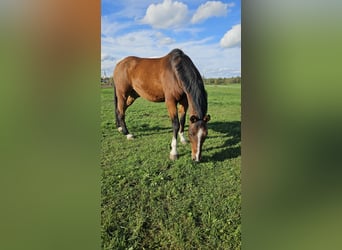 Tschechisches Warmblut, Wallach, 19 Jahre, 170 cm, Rotbrauner