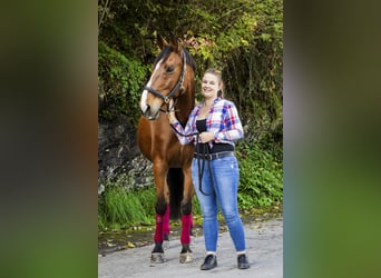 Tschechisches Warmblut, Wallach, 19 Jahre, 173 cm, Brauner