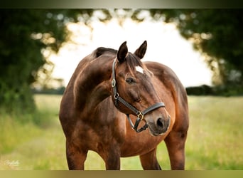 Tschechisches Warmblut, Wallach, 19 Jahre, 178 cm
