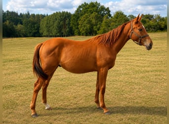 Tschechisches Warmblut, Wallach, 1 Jahr, Dunkelfuchs