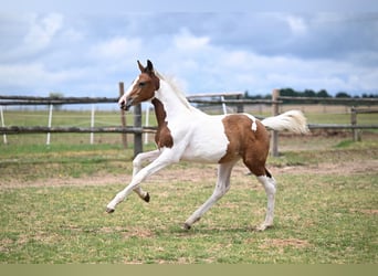 Tschechisches Warmblut, Wallach, 1 Jahr, Schecke