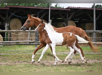 Tschechisches Warmblut, Wallach, 1 Jahr, Schecke