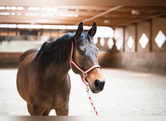 Tschechisches Warmblut, Wallach, 21 Jahre, 169 cm