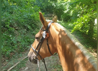 Tschechisches Warmblut, Wallach, 26 Jahre, 174 cm, Palomino