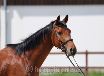 Tschechisches Warmblut, Wallach, 3 Jahre, 166 cm, Brauner