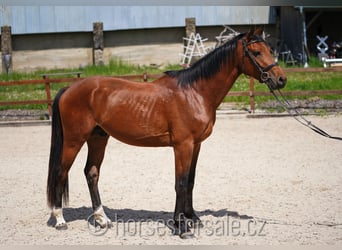 Tschechisches Warmblut, Wallach, 3 Jahre, 166 cm, Brauner