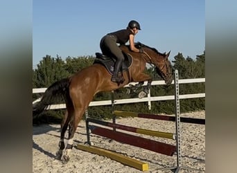 Tschechisches Warmblut, Wallach, 3 Jahre, 168 cm, Rotbrauner