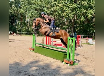 Tschechisches Warmblut, Wallach, 3 Jahre, 170 cm, Rotbrauner