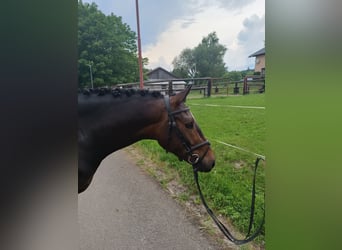 Tschechisches Warmblut, Wallach, 4 Jahre, 153 cm, Dunkelbrauner