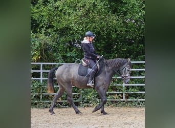 Tschechisches Warmblut, Wallach, 4 Jahre, 160 cm, Apfelschimmel