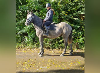 Tschechisches Warmblut, Wallach, 4 Jahre, 160 cm, Apfelschimmel