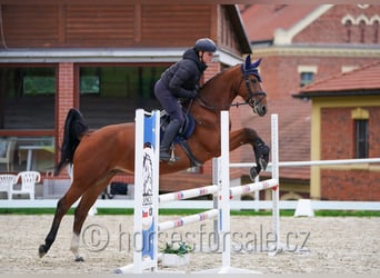 Tschechisches Warmblut, Wallach, 4 Jahre, 162 cm, Brauner