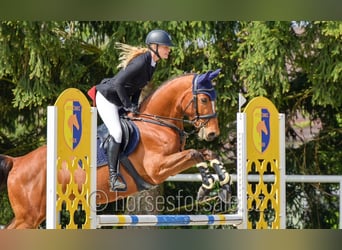 Tschechisches Warmblut, Wallach, 4 Jahre, 162 cm, Brauner