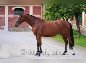 Tschechisches Warmblut, Wallach, 4 Jahre, 162 cm, Brauner