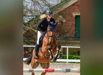 Tschechisches Warmblut, Wallach, 4 Jahre, 162 cm, Brauner