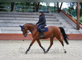 Tschechisches Warmblut, Wallach, 4 Jahre, 162 cm, Brauner