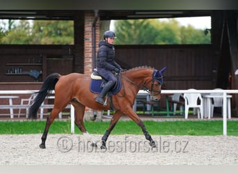 Tschechisches Warmblut, Wallach, 4 Jahre, 162 cm, Brauner