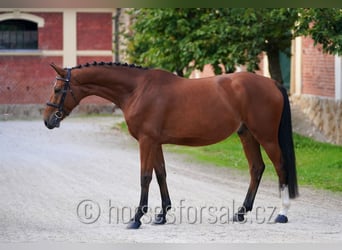 Tschechisches Warmblut, Wallach, 4 Jahre, 162 cm, Brauner