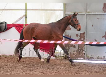 Tschechisches Warmblut, Wallach, 4 Jahre, 162 cm, Brauner