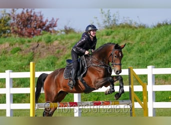 Tschechisches Warmblut, Wallach, 4 Jahre, 164 cm, Brauner