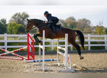 Tschechisches Warmblut, Wallach, 4 Jahre, 164 cm, Brauner