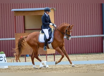 Tschechisches Warmblut, Wallach, 4 Jahre, 164 cm, Dunkelfuchs