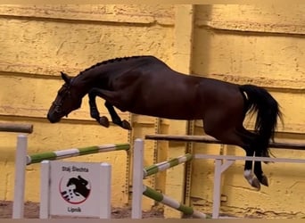 Tschechisches Warmblut, Wallach, 4 Jahre, 164 cm, Rotbrauner