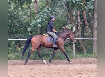 Tschechisches Warmblut, Wallach, 4 Jahre, 164 cm, Rotbrauner