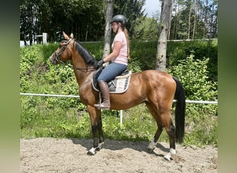 Tschechisches Warmblut, Wallach, 4 Jahre, 165 cm, Brauner