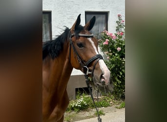 Tschechisches Warmblut, Wallach, 4 Jahre, 165 cm, Brauner