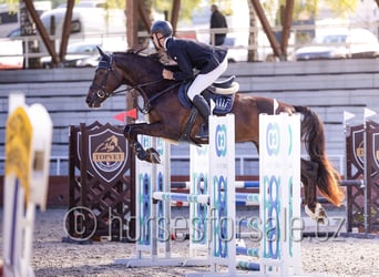 Tschechisches Warmblut, Wallach, 4 Jahre, 165 cm, Dunkelfuchs