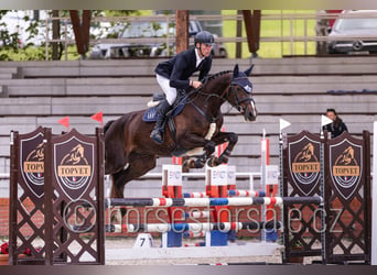 Tschechisches Warmblut, Wallach, 4 Jahre, 165 cm, Dunkelfuchs