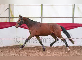 Tschechisches Warmblut, Wallach, 4 Jahre, 167 cm, Brauner