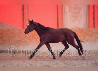 Tschechisches Warmblut, Wallach, 4 Jahre, 167 cm, Brauner