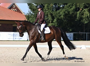 Tschechisches Warmblut, Wallach, 4 Jahre, 167 cm, Brauner