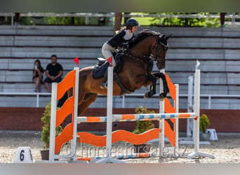 Tschechisches Warmblut, Wallach, 4 Jahre, 167 cm, Brauner